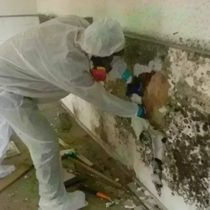 Mold Remediation and Removal in Montana City, MT